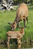 Elk-Mother-and-Calf---8980.jpg