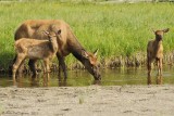 Elk-Mother-and-Calves---9028.jpg