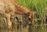 Elk-Calf-Cervus-elaphus---9010.jpg