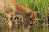 Elk-Calf-Cervus-elaphus---9010.jpg