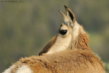 Pronghorn Doe