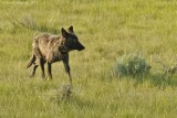 Gray Wolf