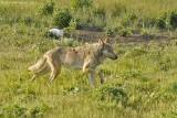 Gray Wolf