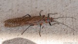 Giant Stonefly