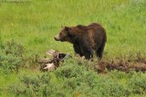 Grizzly Feeding on Bison Carcass