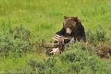 Grizzly Feeding on Bison Carcass