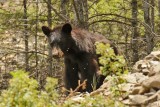Black Bear
