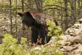 Black Bear