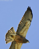 Swainson's Hawk