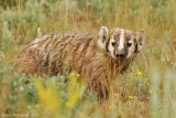 American Badger
