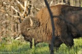 Bull Bison