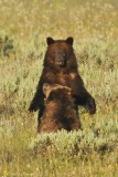 Grizzly Cub & Mother