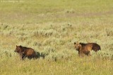 Grizzly Cub & Mother