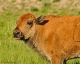 Bison Calf