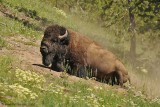 Dust Bathing