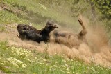 Dust Bathing