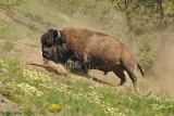 Dust Bathing