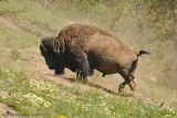 Dust Bathing