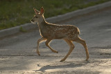 Mule Deer Fawn