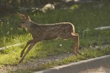 Mule Deer Fawn