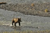 Grizzly in the Lamar River