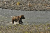 Grizzly in the Lamar River