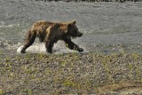 Grizzly in the Lamar River