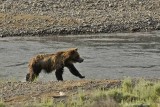 Grizzly in the Lamar River