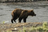 Grizzly in the Lamar River