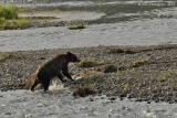 Grizzly in the Lamar River