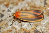 Painted Lichen Moth