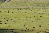 American Bison Herd