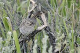 Brewer's Sparrow
