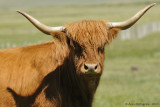 Scottish Highland Cow