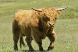 Scottish Highland Bull