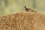 Bison Bird