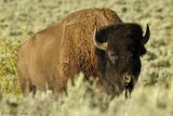 Bull bison