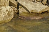 American Beaver