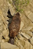 American Beaver