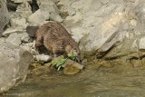 American Beaver