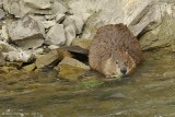 American Beaver
