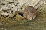 American Beaver 