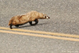 American Badger