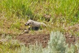 Juvenile Badgers