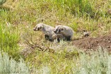 Juvenile Badgers