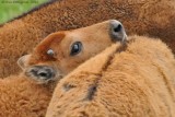 A Bundle of Bison Calves