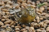 White-winged Crossbill