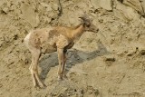 Bighorn Sheep