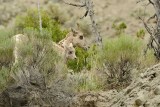 Bighorn Sheep