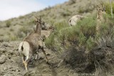 Bighorn Sheep